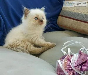 Tica RAGDOOLL
