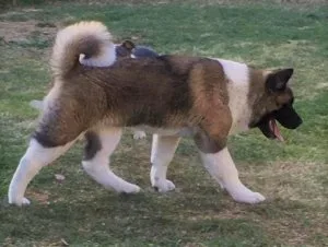 Akita AKC 5 mo male show quality 18 Best in show dogs in his ped