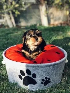 ADORABLE YORKIE PUPPIES