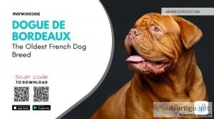 All Information On Dogue De Bordeaux The Oldest French Dog Breed