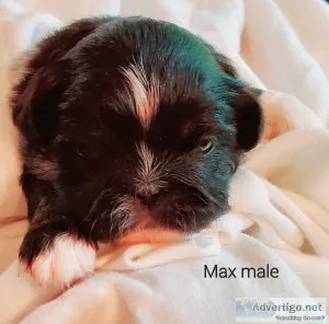 Pekingese Puppies