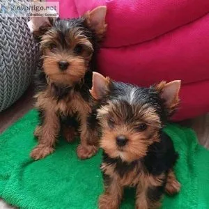 yorkie puppies for sale