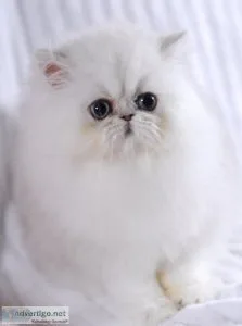 Silver chinchilla Persian kittens