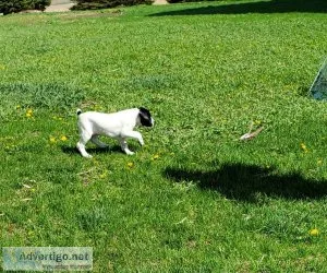 German Shorthair Pointer puppy