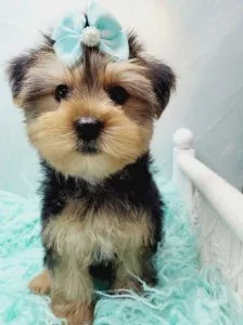 Keegan - Female Teacup Yorkshire Terrier Puppy