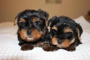 GORGEOUS YORKIE PUPPIES