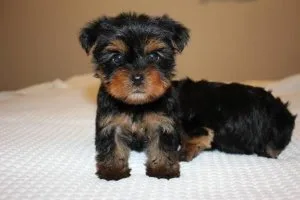 CUTE YORKIE PUPS FOR ADOPTION