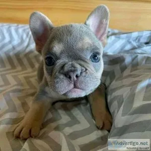 LILAC AND TAN PUPPIES WRAPPED IN CREAM MASKLESS