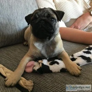 Now available Pug puppies for re-homing