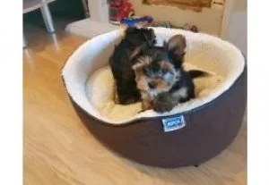 Teacup Yorkie puppies for sale......