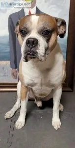 Stud Boxer Looking for Fertile Female Boxer
