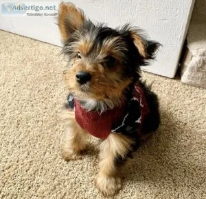 ADORABLE YORKIE PUPPIES