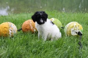 Buckeye Sheepadoodle