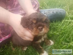 Cocker spaniel