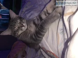 Male Cats for Sale