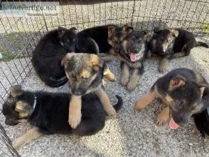 Purebred German shepherd puppies
