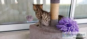 Adorable Bengal
