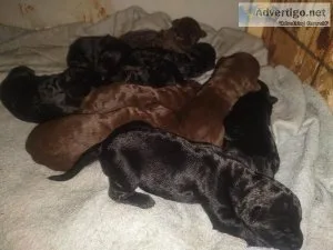 Adorable lab puppies