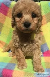 Cockapoo Puppies - Poodle x Cocker spaniel