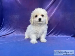 Maltese Terrier Puppy