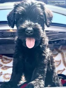 Giant Schnauzer puppies - Registered