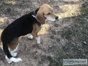 Male unneutered  full blooded beagle with registration