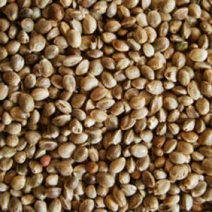 Buy Whole Hemp Seed online