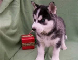 Micro Cute Siberian Husky Puppies