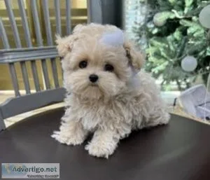 Maltipoo puppies