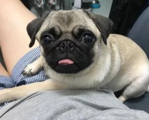 Trained Pug Puppies Available Now