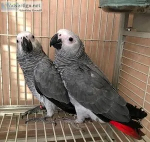 African Grey Parrots For Sale