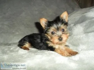 Toy size yorkie puppies 2 adorable females