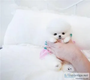 Toy Pomeranian