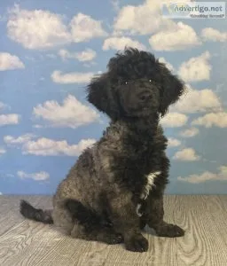 Gate Moyen Poodle