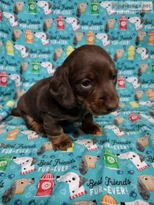 Long haired tan and red Min Dachshund.