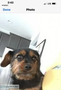 King Charles Yorkie