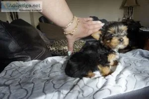 beautiful yorkies