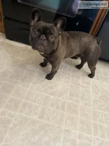 French bulldog stud