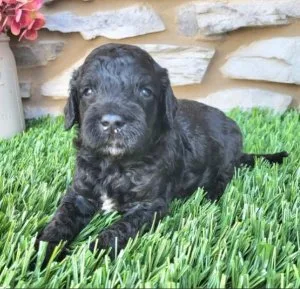 Jerry- Male 4 weeks. Goldendoodle
