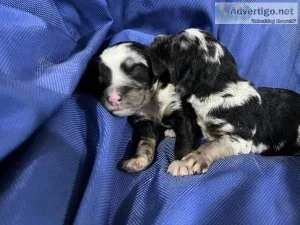 Borderaussie doodle pups