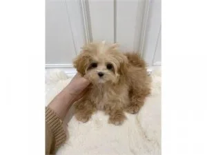 Adorable  Maltipoo  Puppies for Adoption