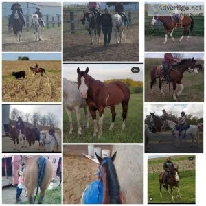Fast little mare with lots of go