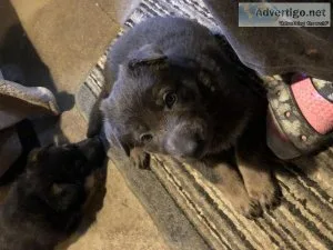 Female German Shepherd