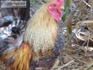 Tiny Azteca Roosters Tortoise Adult Male
