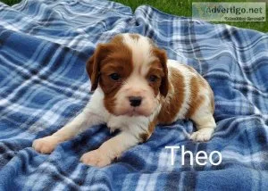 Cavalier King Charles Spaniel puppies