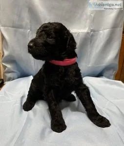 AKC Standard Poodle Puppies - Available Soon