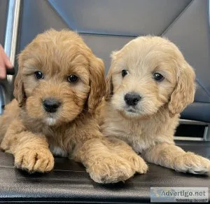 Designer GoldenDoodle Pups