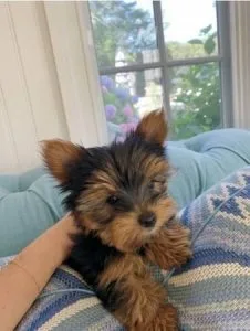 Male Yorkie-Puppy