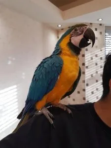 Male and female Macaws For Sale