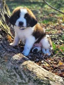 Nesline - Female Saint Bernard Puppy